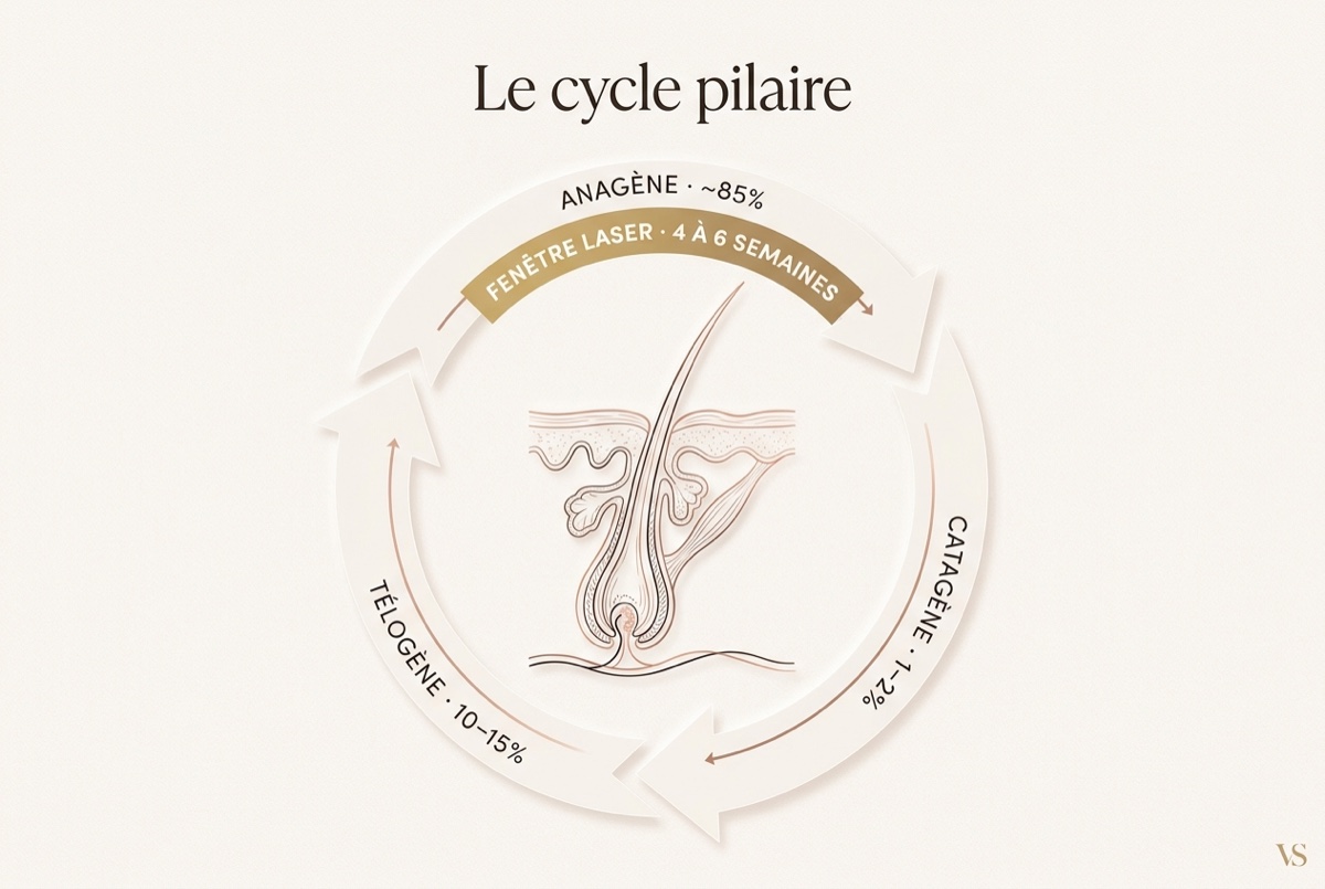 Infographie VivaSkin Esthétique du cycle pilaire : phases anagène 85 %, catagène 1 à 2 %, télogène 10 à 15 %, fenêtre laser optimale 4 à 6 semaines